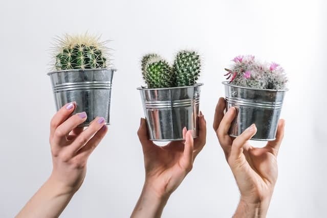 Les cactus conviennent parfaitement aux débutants