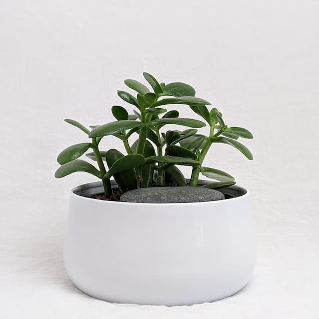 L'arbre de Jade est une plante qui porte chance