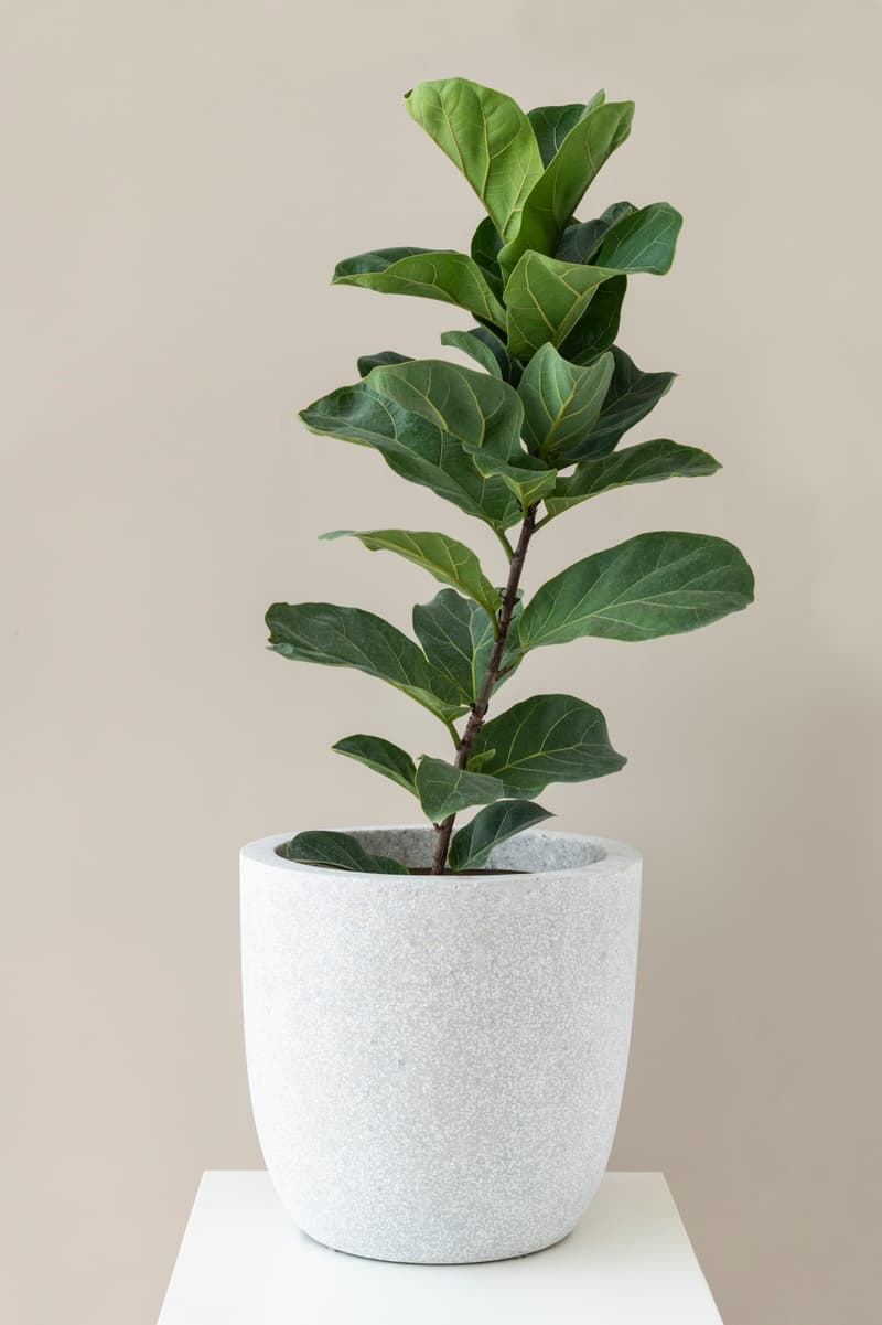 Un ficus est un magnifique élément de décor