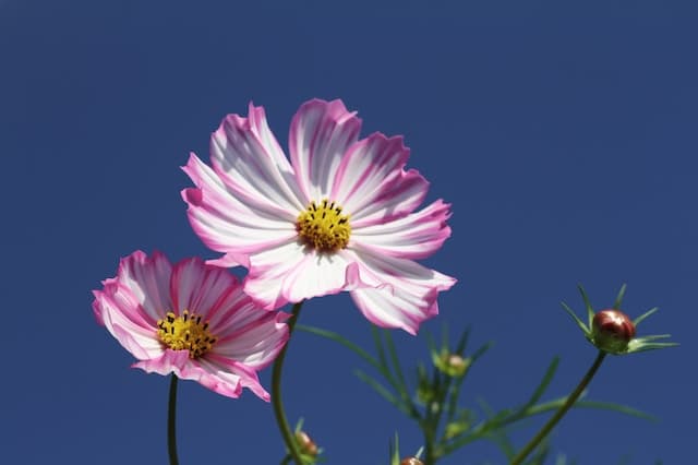 Le cosmos est une fleur annuelle