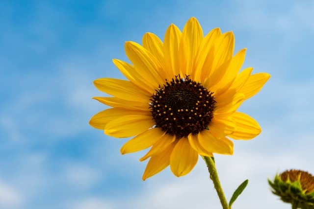 Le tournesol est une fleur annuelle